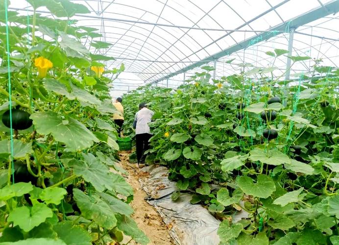 大棚冬季南瓜种植技术-图1