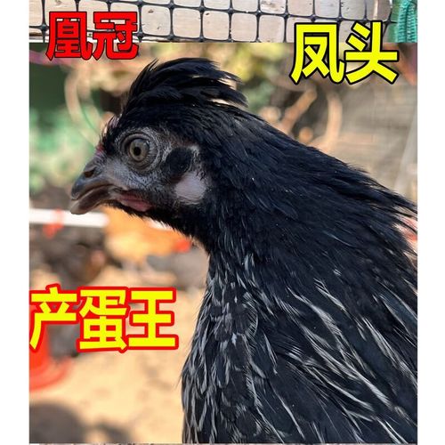 乌骨鸡养殖技术价格是多少？-图1