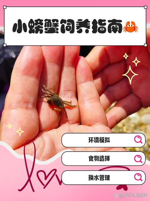 螃蟹养殖技术有哪些关键要点？-图1