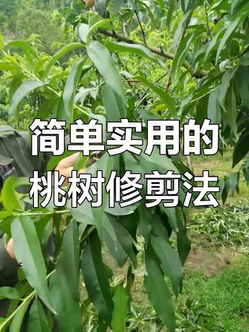 阳台桃树剪枝视频，何时剪？怎么剪？-图2
