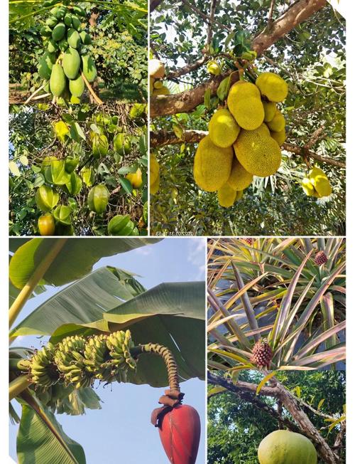 高端特色水果种什么品种最赚钱？-图3