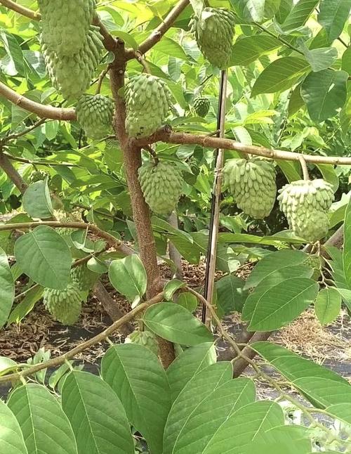 水果释迦高产种植技术有哪些要点？-图2