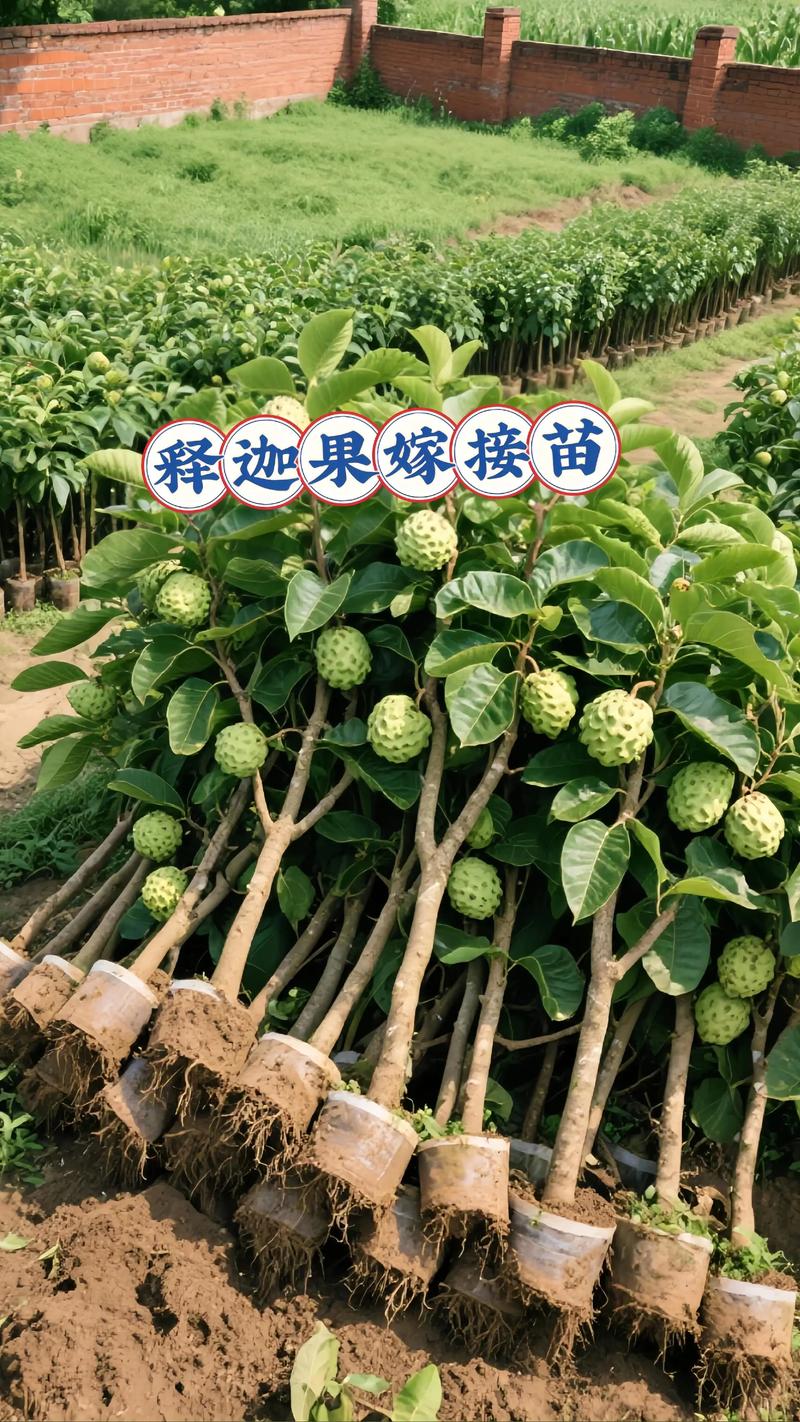 水果释迦高产种植技术有哪些要点？-图3