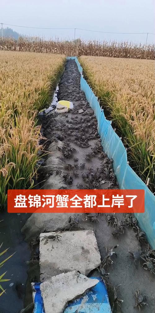 水稻河蟹养殖技术视频，关键要点有哪些？-图1