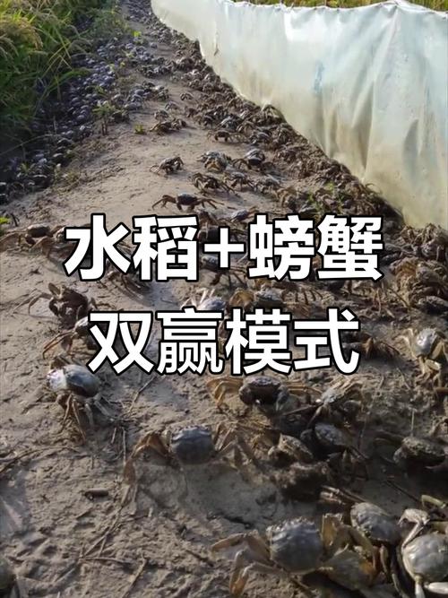 水稻河蟹养殖技术视频，关键要点有哪些？-图2