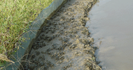 水稻河蟹养殖技术视频，关键要点有哪些？-图3