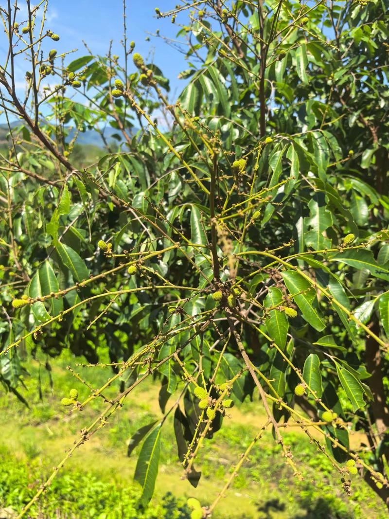 哪种龙眼品种最好种？-图2