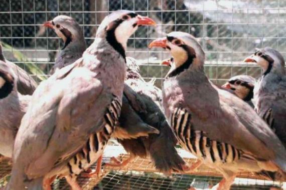 哪些鹧鸪品种允许养殖？-图3