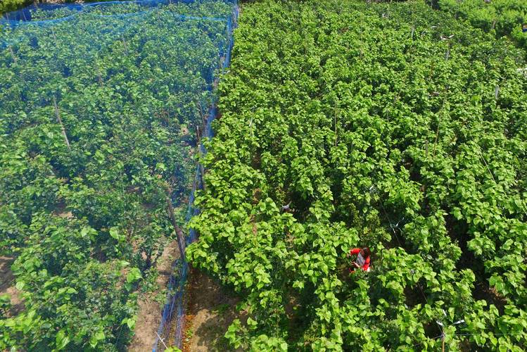 北方大棚如何高效种植桑葚？-图1