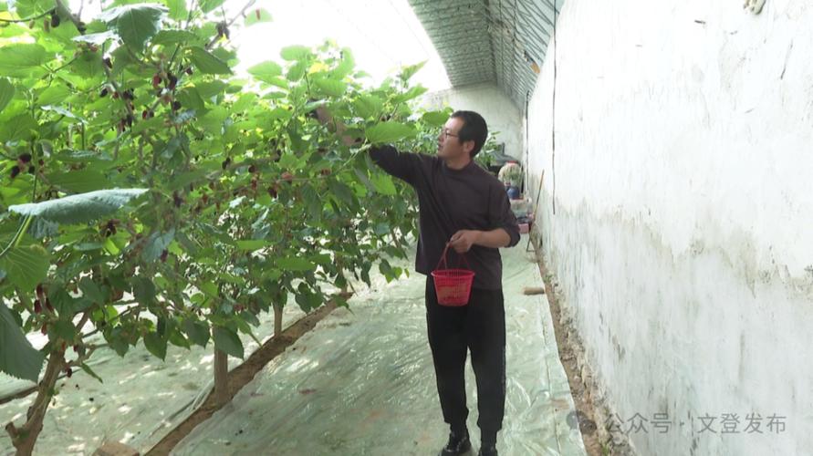 北方大棚如何高效种植桑葚？-图2