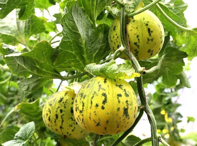 香瓜早春大棚种植咋管理？-图1