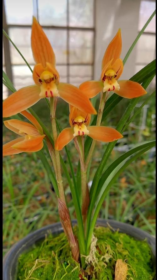 春兰名贵品种有哪些特征？-图2