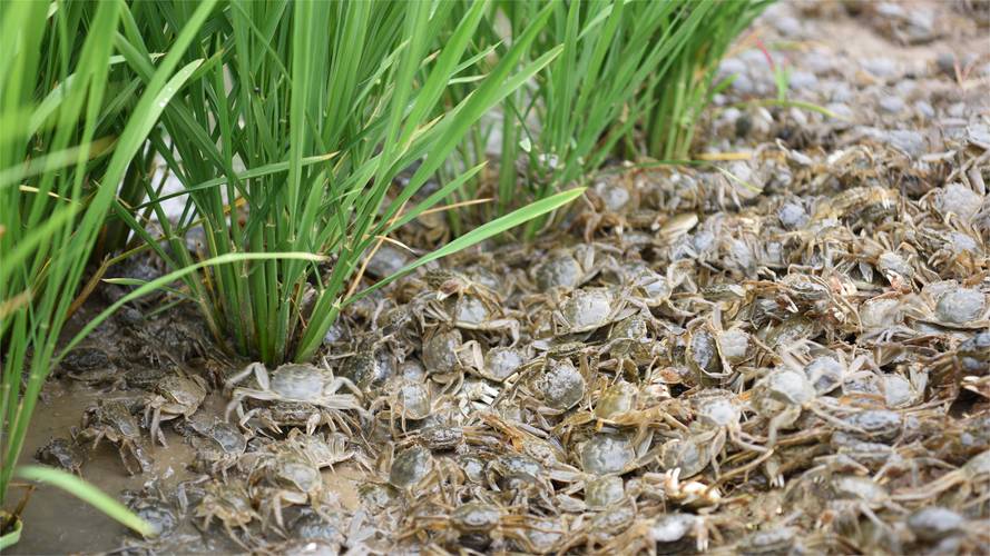 河蟹养殖水草选哪些品种合适？-图1