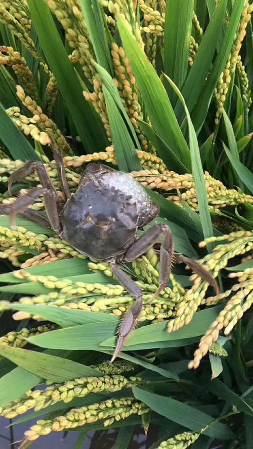 河蟹养殖水草选哪些品种合适？-图2