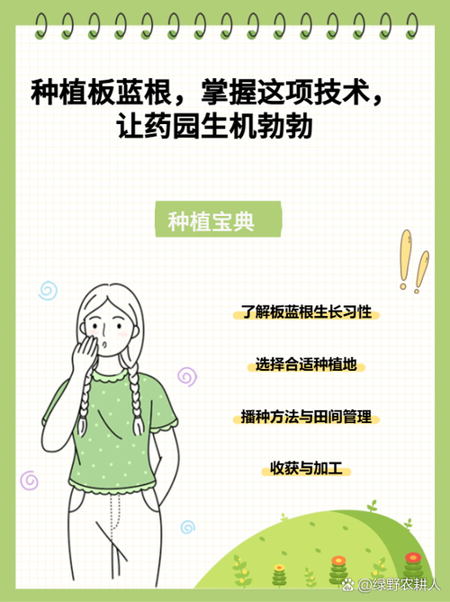 板蓝根种植利润高吗？技术门槛怎样？-图1