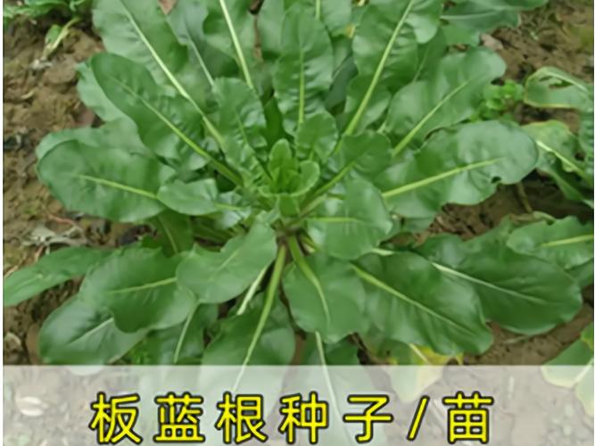 板蓝根种植利润高吗？技术门槛怎样？-图2