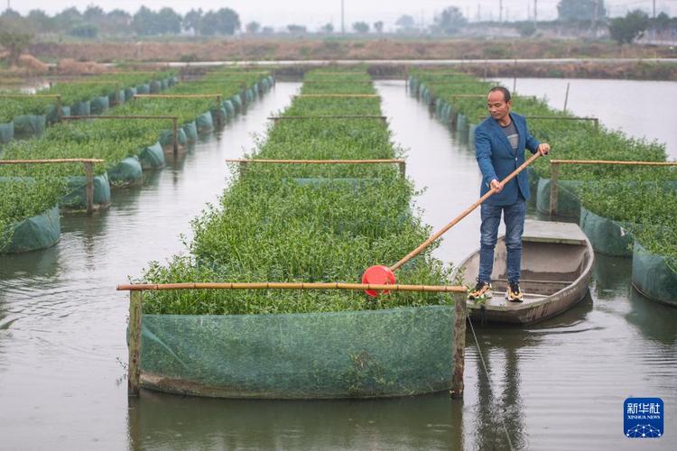 鳝鱼养殖开口怎么操作？-图2