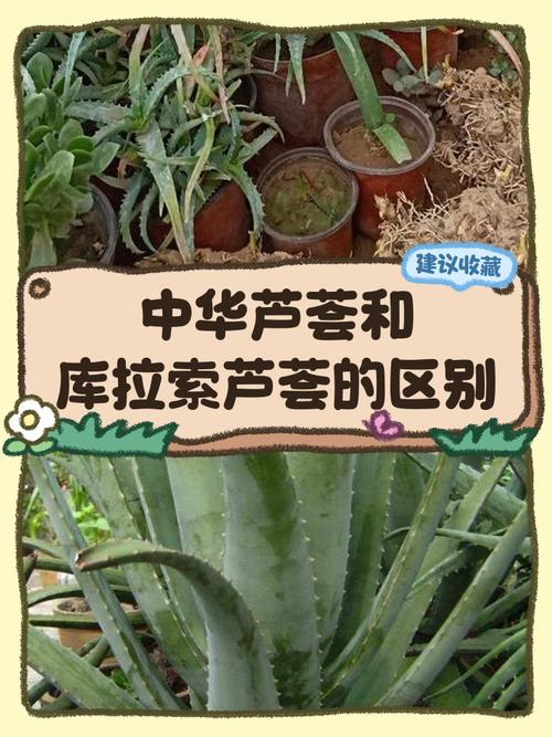 如何辨别可食用芦荟品种？-图1