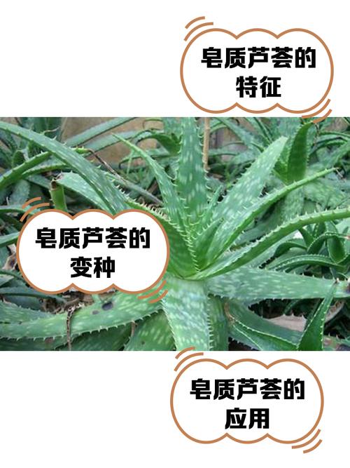 如何辨别可食用芦荟品种？-图2