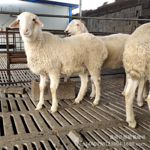 小尾寒羊70斤的价格-图2