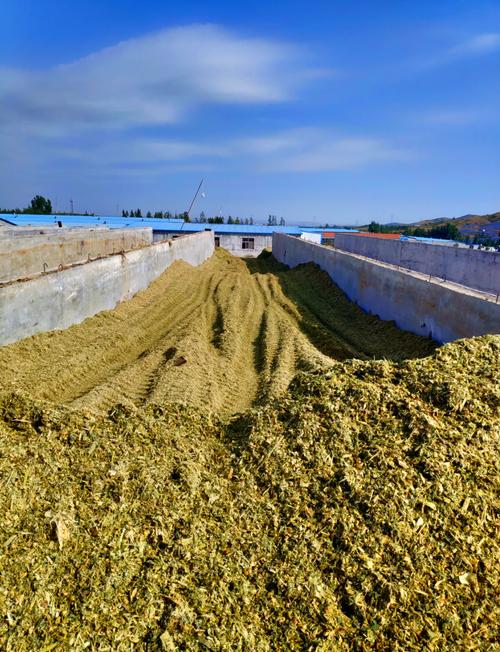 玉米秸秆发酵喂羊，技术要点有哪些？-图1