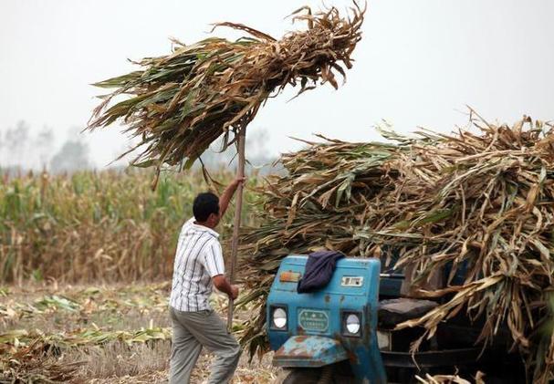 玉米秸秆发酵喂羊，技术要点有哪些？-图3