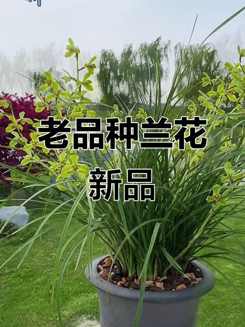 兰花有哪些常见品种？-图2