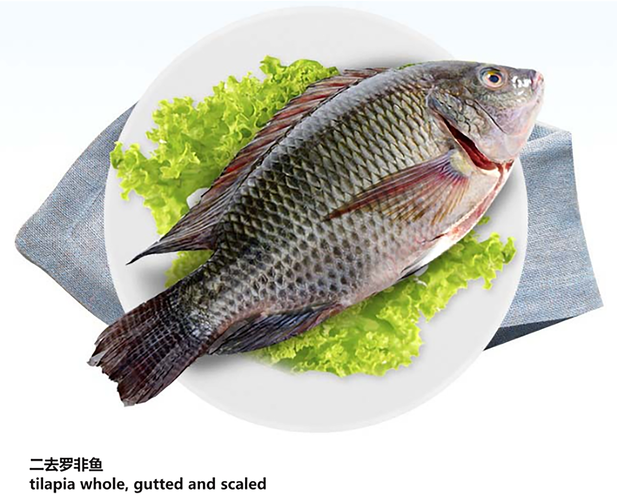 国内常见罗非鱼品种有哪些？-图2