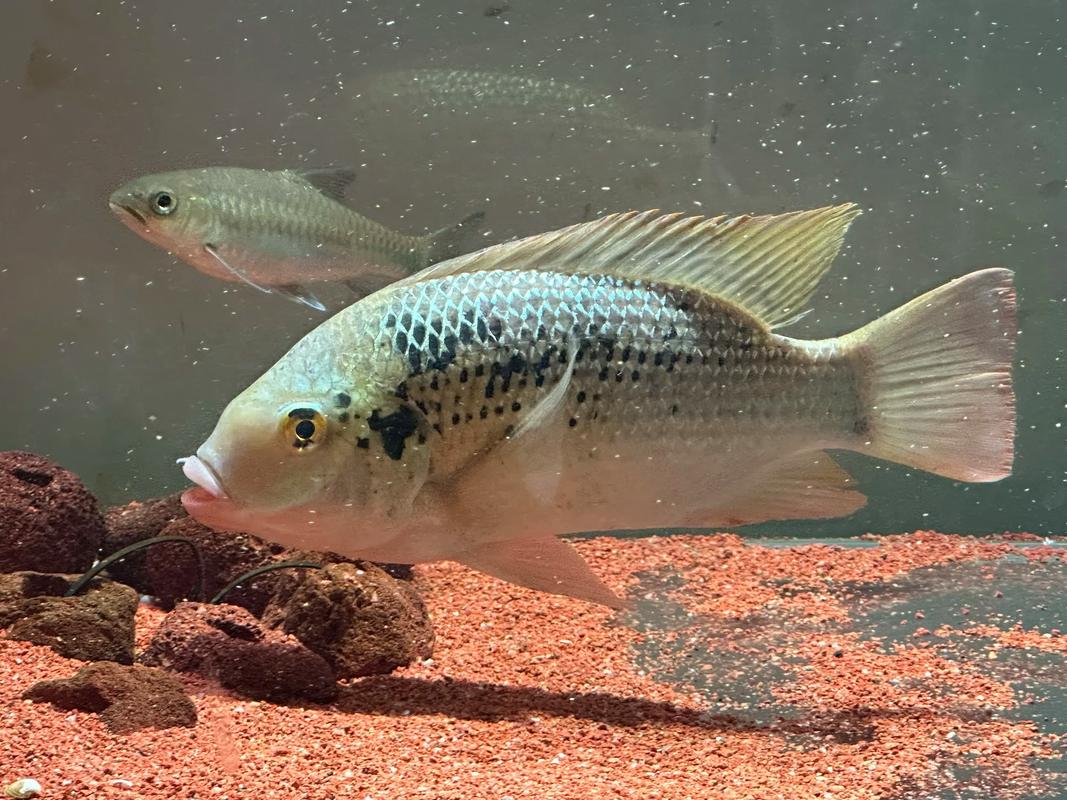 国内常见罗非鱼品种有哪些？-图3