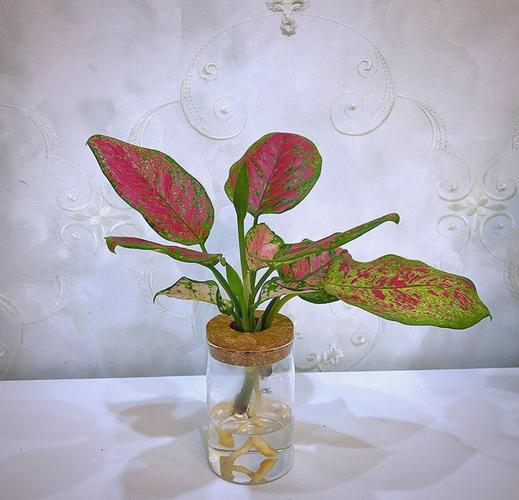 如意皇后哪个品种更美？-图1