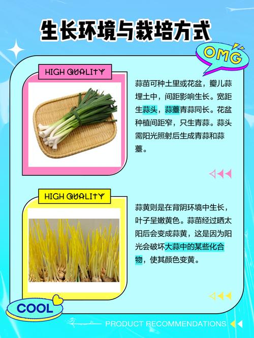 种蒜黄，选啥大蒜品种好？-图1