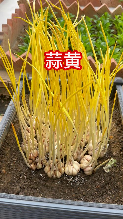 种蒜黄，选啥大蒜品种好？-图2