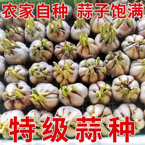 种蒜黄，选啥大蒜品种好？-图3