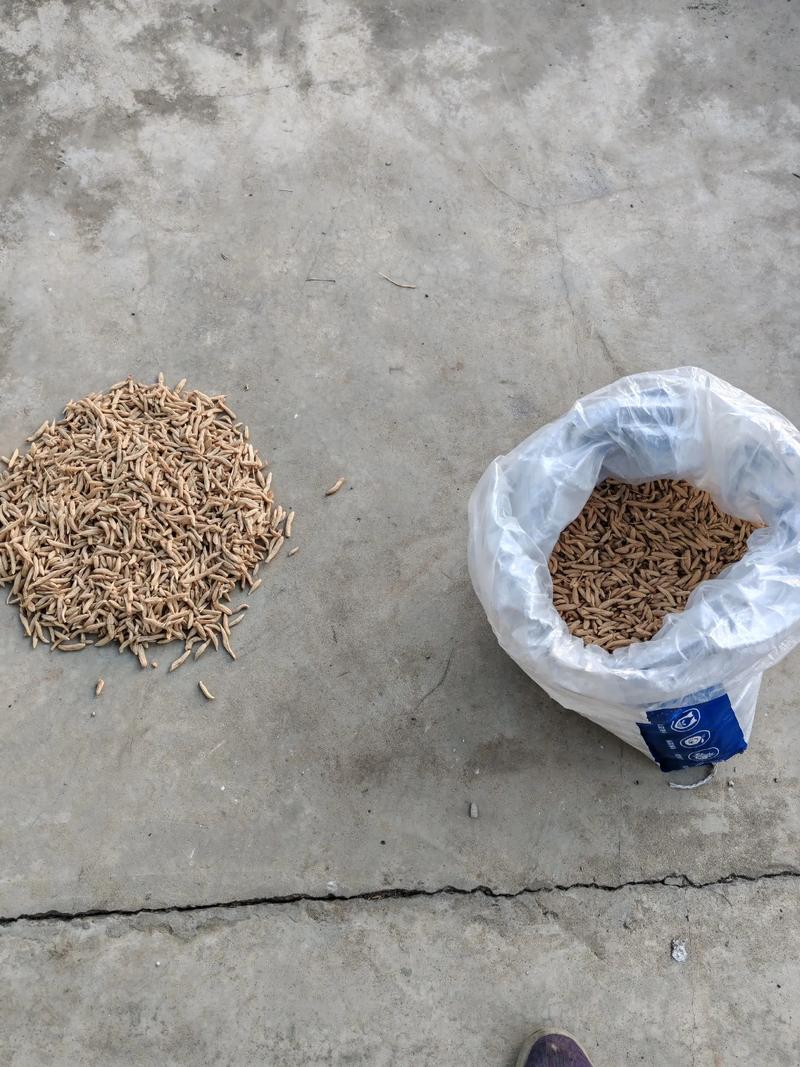 麦冬价格最新行情如何？-图1