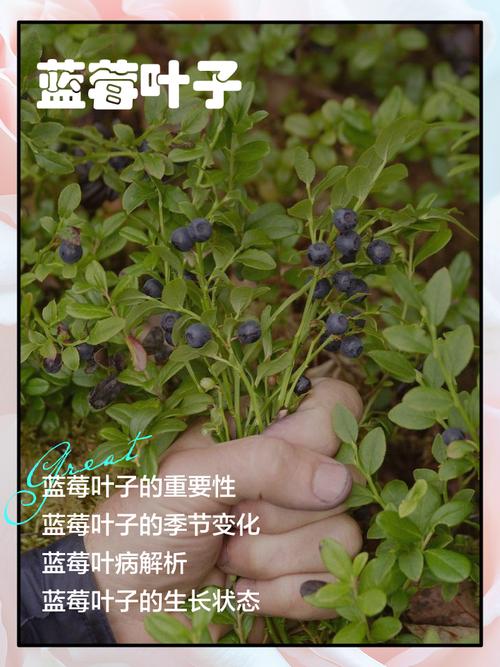 叶子如何分辨蓝莓品种？-图1