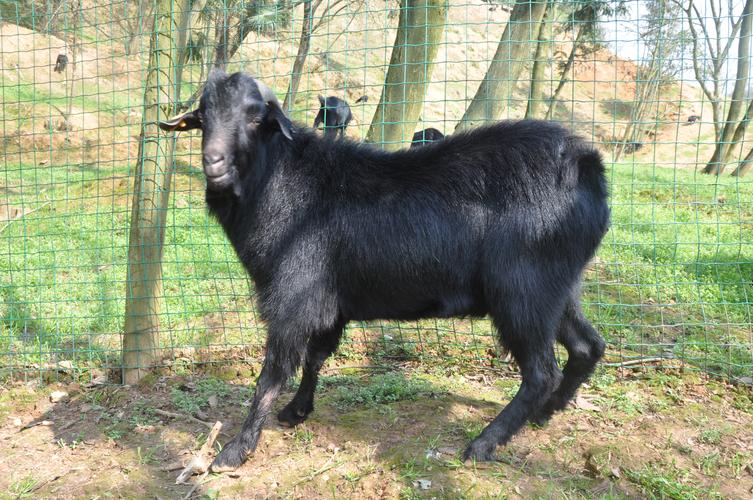 山羊品种有哪些？附图片看看？-图1