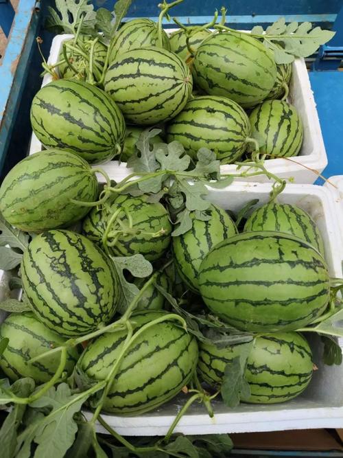大棚西瓜品种有哪些？-图2