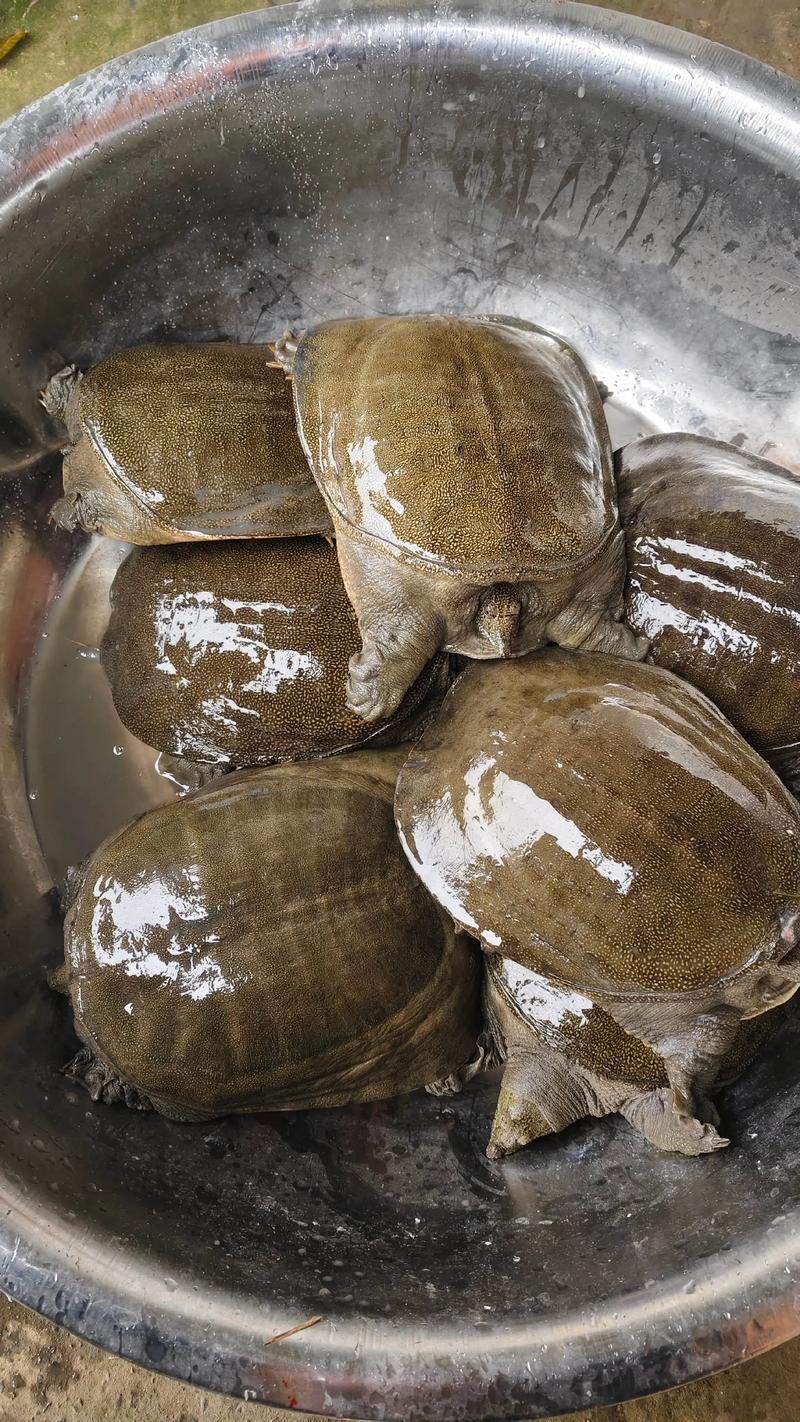 安徽温室甲鱼价格现在多少？-图1