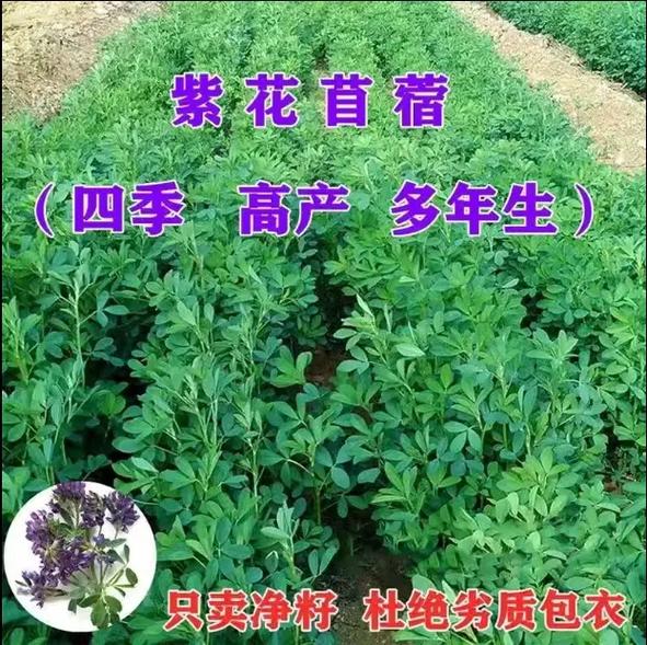 牧草亩产最高的品种是什么？-图1