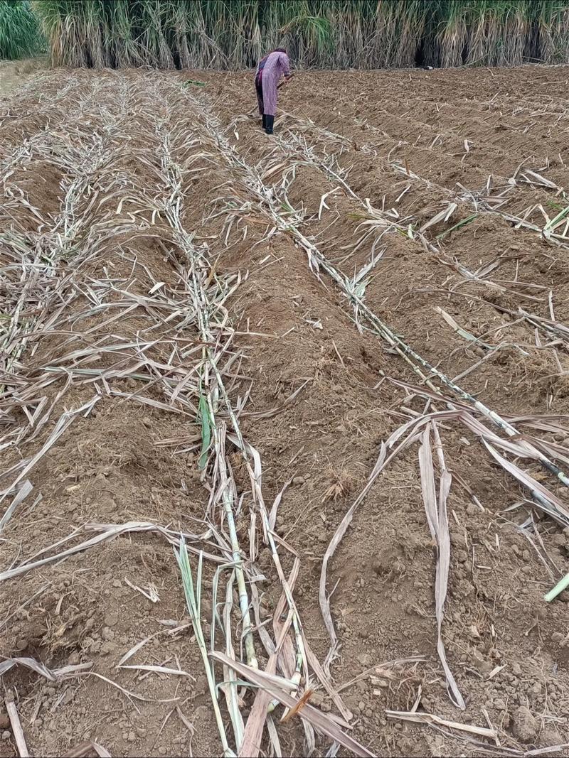 牧草亩产最高的品种是什么？-图2