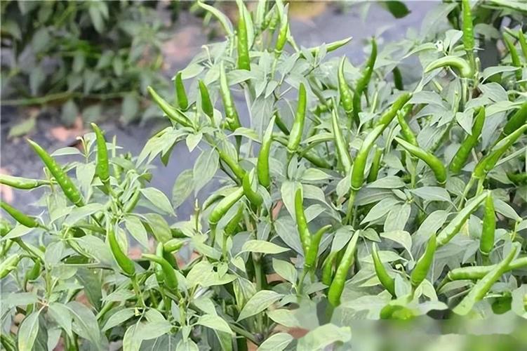 小米辣椒种植技术有哪些关键要点？-图3