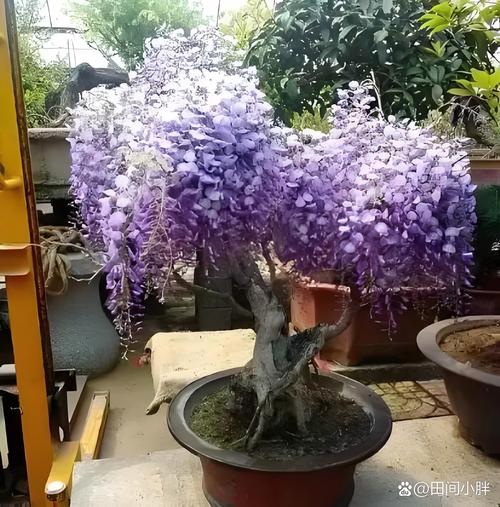 北方紫藤品种大全图片-图2