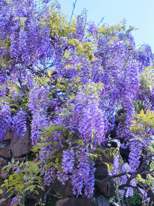 北方紫藤品种大全图片-图1