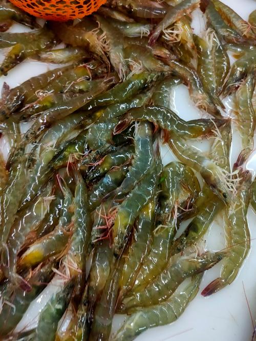 明虾养殖技术视频有哪些关键要点？-图1