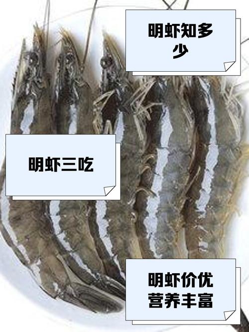 明虾养殖技术视频有哪些关键要点？-图2