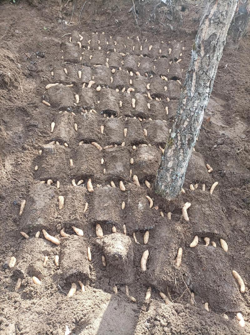 天麻菌种制作的关键技术是什么？-图1