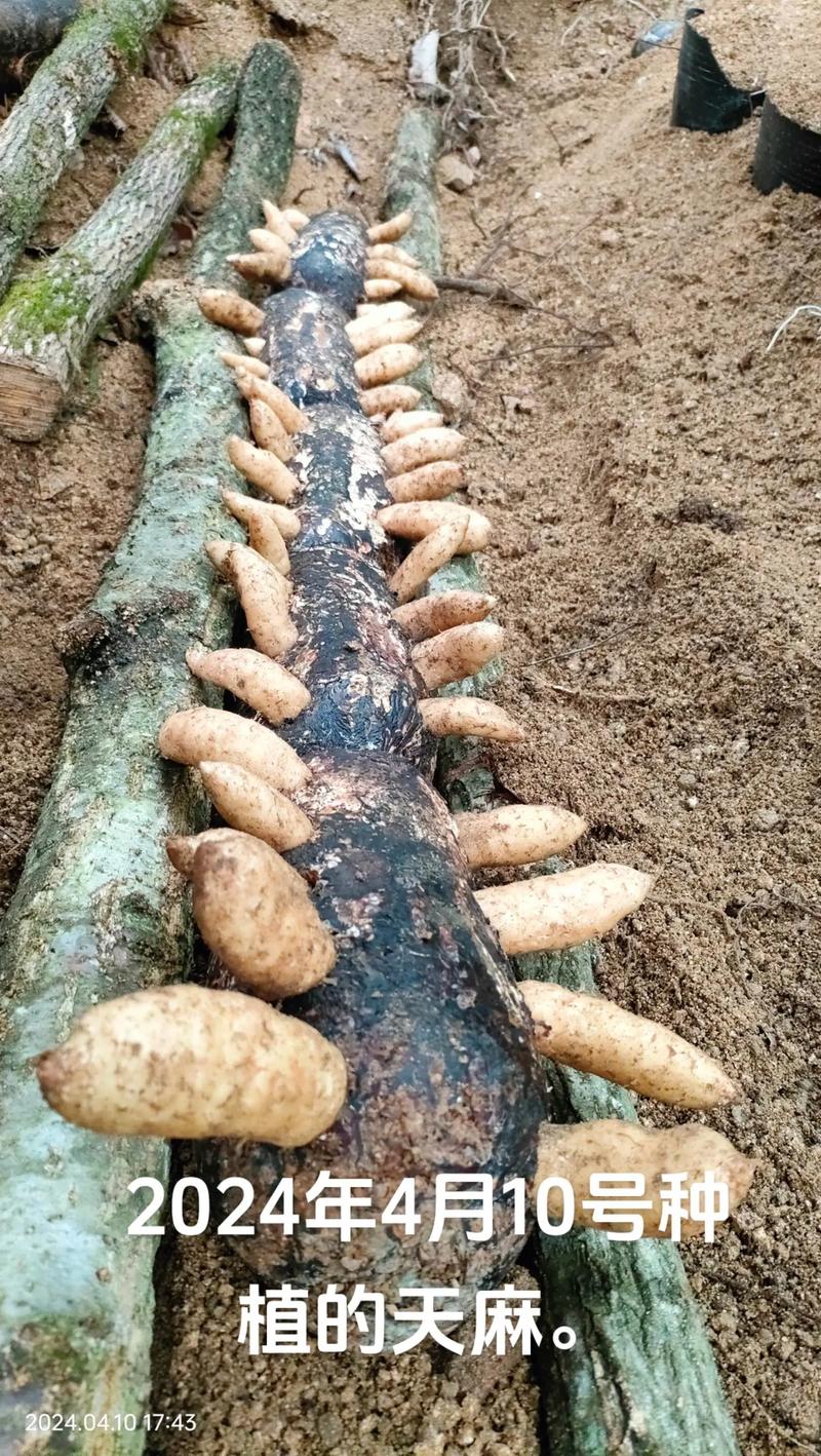 天麻菌种制作的关键技术是什么？-图3