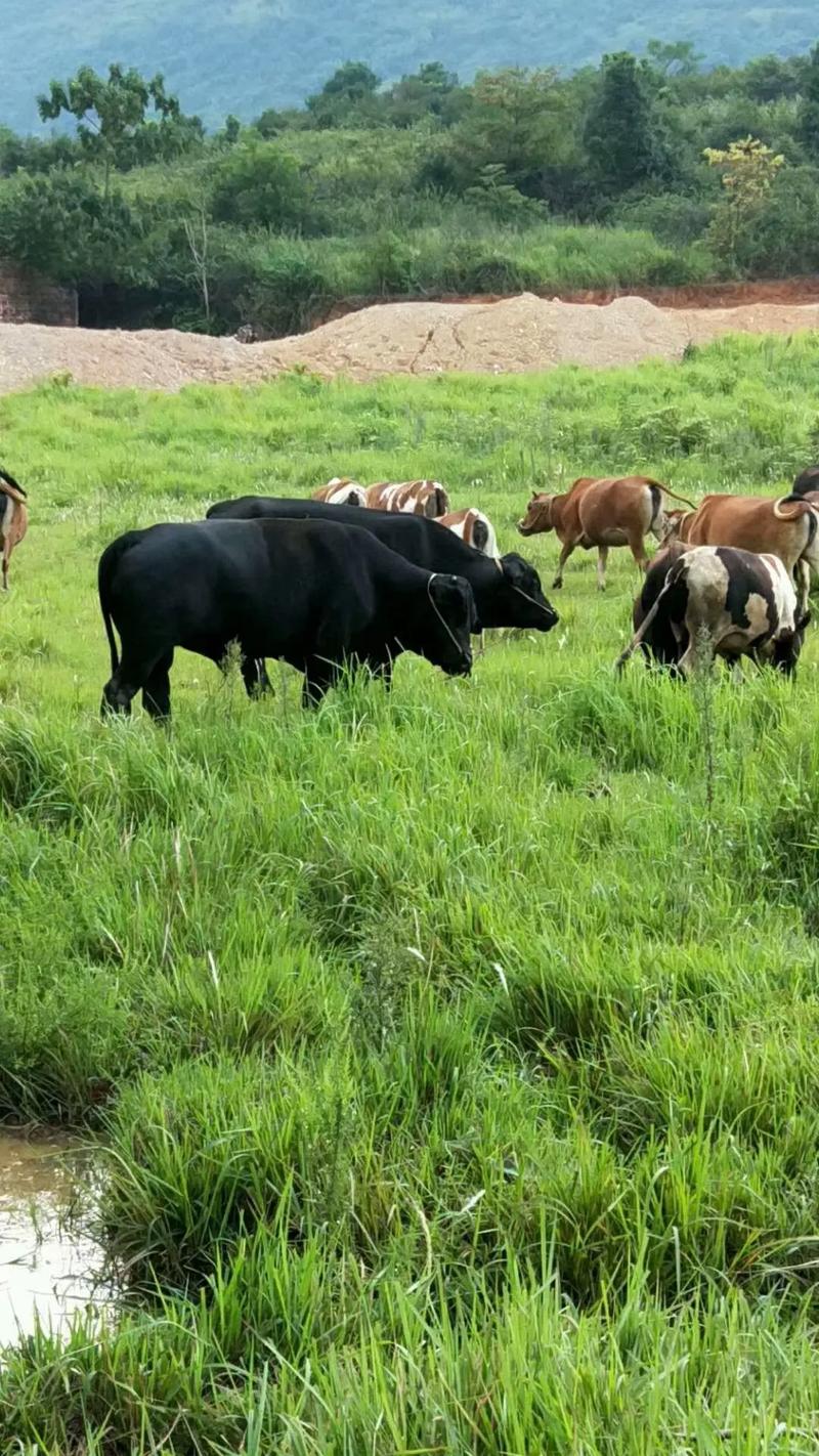 山区放养黄牛技术有哪些关键要点？-图3