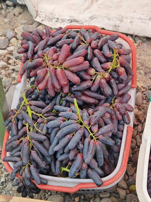 北方适合种哪些葡萄品种？-图1