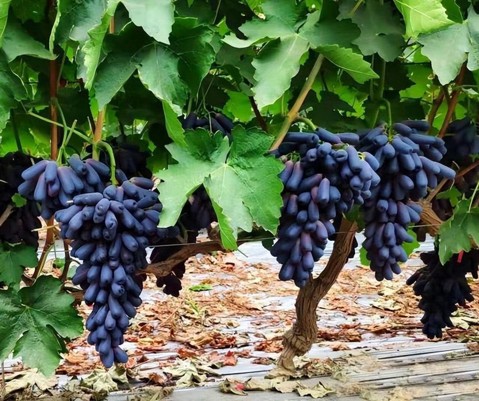北方适合种哪些葡萄品种？-图2
